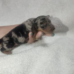 Sprinkles - Dapple male Dachshund puppy in Delano, Tennessee from Walker Ranch Danes & Dachshunds