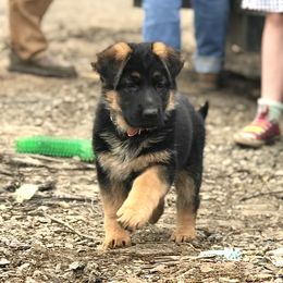 German Shepherd Puppies from Oregon German Shepherds