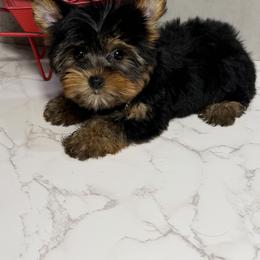 Bae - Black and gold female Yorkshire Terrier puppy in Maple Heights, Ohio from Yorkiesllc