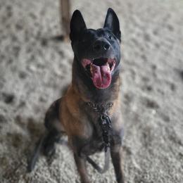 Judah - Belgian Malinois