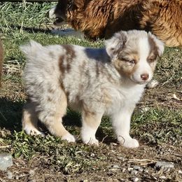 Pudgy - Red merle male Australian Shepherd puppy in Powell, Wyoming from Waterworth Australian Shepherds