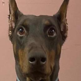 Aveena - Doberman Pinscher