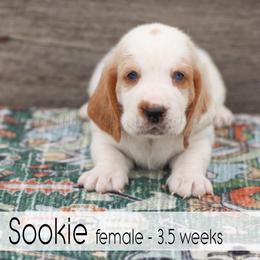 Sookie - Red and white female Basset Hound puppy in Jefferson City, Missouri from Triple Hill Farm