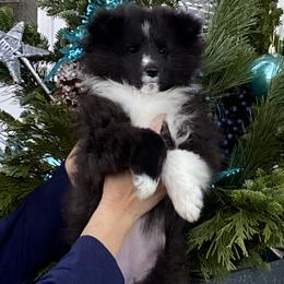 Shetland Sheepdog Puppies from Shazadar Shelties