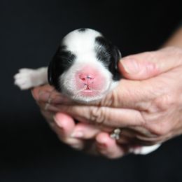 Australian Labradoodle Puppies from Llewellyn's Grove Labradoodles
