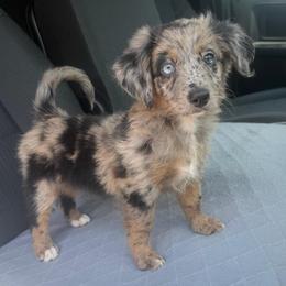 Pink girl - Blue merle female Aussiedoodle puppy in Nacogdoches, Texas from Glo’s Aussiedoodles