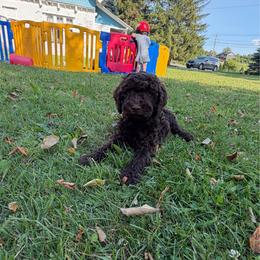 Max - Chocolate male Labradoodle puppy in Constableville, New York from Zehr’s Labradoodles & Bernedoodles
