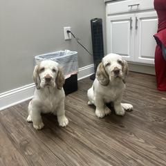 Clumber Spaniel Puppies from Wanderlust Clumber Spaniels