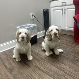 Clumber Spaniel Puppies from Wanderlust Clumber Spaniels