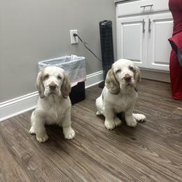 Clumber Spaniel Puppies from Wanderlust Clumber Spaniels