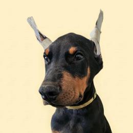 Black Boy 1 - Black and rust male Doberman Pinscher puppy in Houston, Texas from Tycho's Dobermans