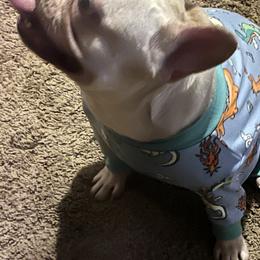 Frost - French Bulldog