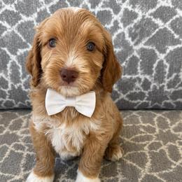 Boone - Apricot male Goldendoodle puppy in Pine Grove, California from Lundee Doodles