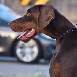 Boy 2 - Red and rust male Doberman Pinscher puppy in Chagrin Falls, Ohio from Schloss Velburg Dobermanns