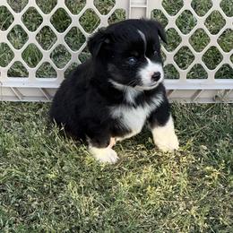 Small stripe black tri - Black tri female Miniature Australian Shepherd puppy in Graham, North Carolina from Thompson Farm Mini Aussies