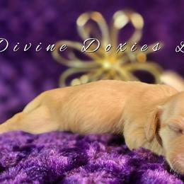 Cashmere - Cream female Dachshund puppy in Kansas City, Missouri from Divine Doxies LLC