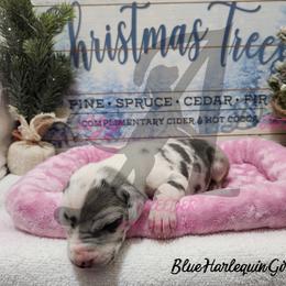 Blue Harlequin girl - Blue and white female Great Dane puppy in Longview, Texas from Lazy A Danes