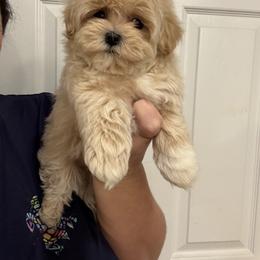 White collar reserved for Liz - Apricot male Maltipoo puppy in Fredericktown, Missouri from Doodle Pups Fur-Ever