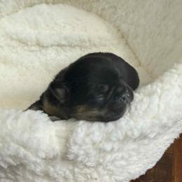 Fury - Black and tan female French Bulldog puppy in Hemlock, Michigan from A&D Frenchies