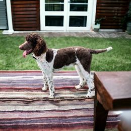 Bruin - Poodle