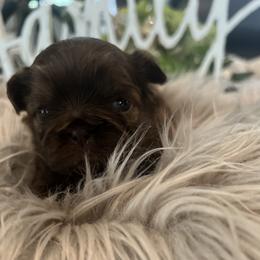 Shih Tzu Puppies from Home Sweet Shih Tzu