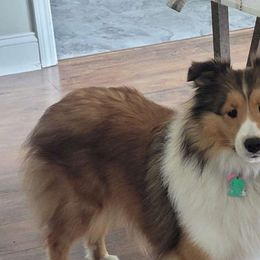 Issy - Shetland Sheepdog