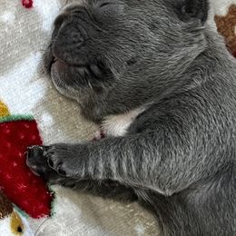 French Bulldog Puppies from K&J Frenchies