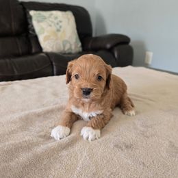 Arora - Red female Cavapoo puppy in Floyd, Virginia from Hearts and Paws Poodles and Doodles