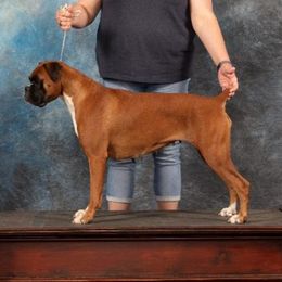 Nali - Boxer