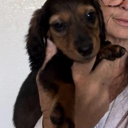 Little Ray - Sable male Dachshund puppy in Brooksville, Florida from Ween Acres