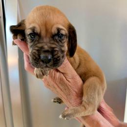 Boy 7 - Red male Bloodhound puppy in Paoli, Indiana from Houndsarunning Bloodhounds