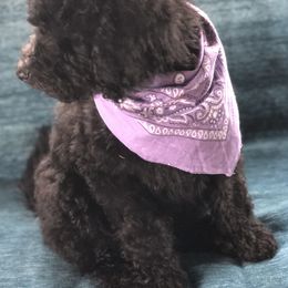 Goldendoodle and Poodle Puppies from Sugar Babies : The Gentle Doodles