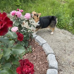Bear - American Corgi
