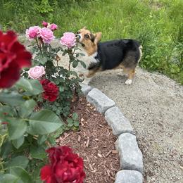 Bear - American Corgi