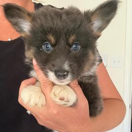 FULL FLUFFY BLUE EYES- Coco - Blue male Pembroke Welsh Corgi puppy in Decatur, Texas from Bar S Corgis