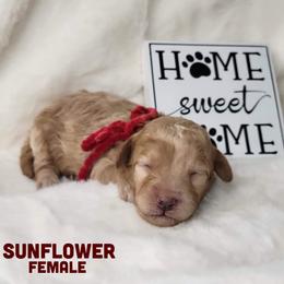 Sunflower - Red  female Goldendoodle puppy in Beecher, Illinois from Erica’s Doodles