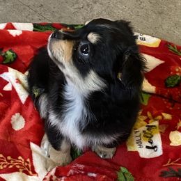 Chihuahua and Dachshund Puppies from Grandma’s little angels