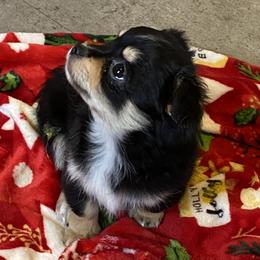 Chihuahua and Dachshund Puppies from Grandma’s little angels