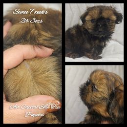 Sunee - Red female Shih Tzu puppy in Maize, Kansas from Air Capital Shih Tzu Puppies