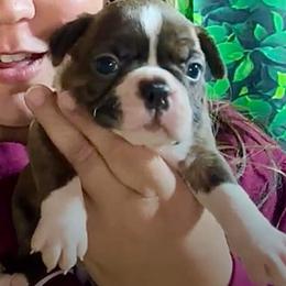 Sasha - Boston Terrier