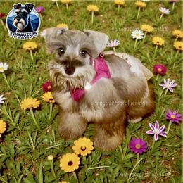 Faith - Miniature Schnauzer