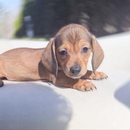 Smooth Austin first in group photo - Red male Dachshund puppy in Richmond, Virginia from Irresistible Dachshunds & Cavaliers