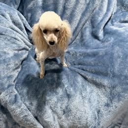 Lucy - Poodle