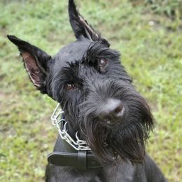 Giant Schnauzers from Executive Protection K9