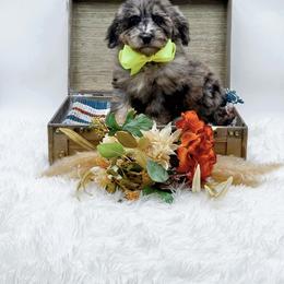 Girl 4 - female Bernedoodle puppy in Statesville, North Carolina from Doodle Babies