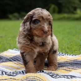 Hiccup - Red merle male Aussiedoodle puppy in Mountain Home, Arkansas from Amos and Oak Doodles