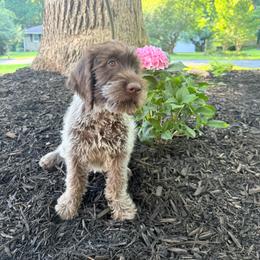 Rosemary - Brown and gray female Wirehaired Pointing Griffon puppy in Fallston, Maryland from Gunpowder Griffons