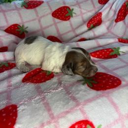Melissa - Piebald female Dachshund puppy in Lake City, Florida from My Ditzy Doxies of Florida