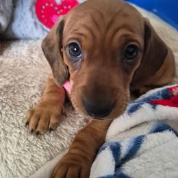 Dolly - Cream female Dachshund puppy in Wildomar, California from Mindy's Dachshunds