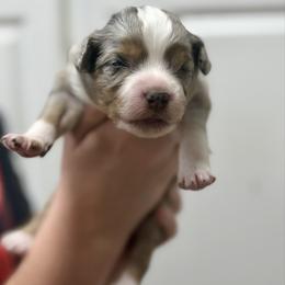 Phineas - Blue merle male Australian Shepherd puppy in Odessa, Texas from Yucca Blossom Pups